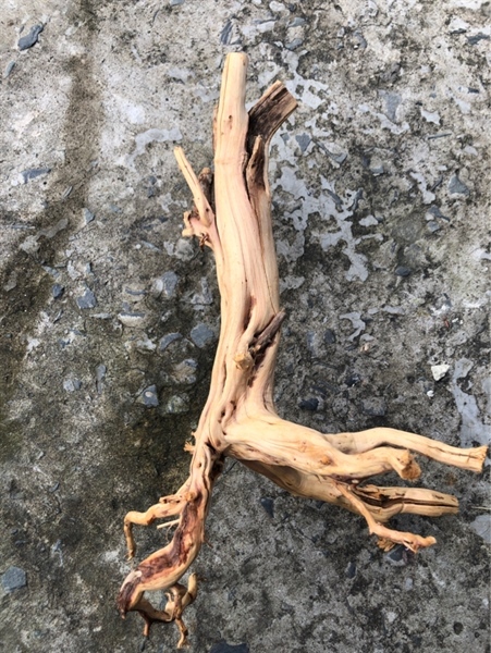 Lũa Hải Sa Quỳ (kg)