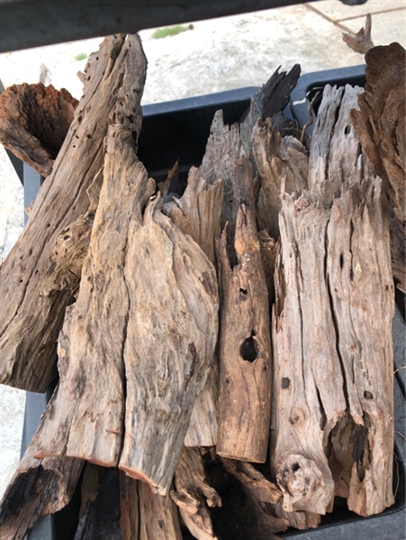 Lũa Săn Đá Ống (kg)