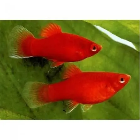 Cá Lựu Đỏ 
