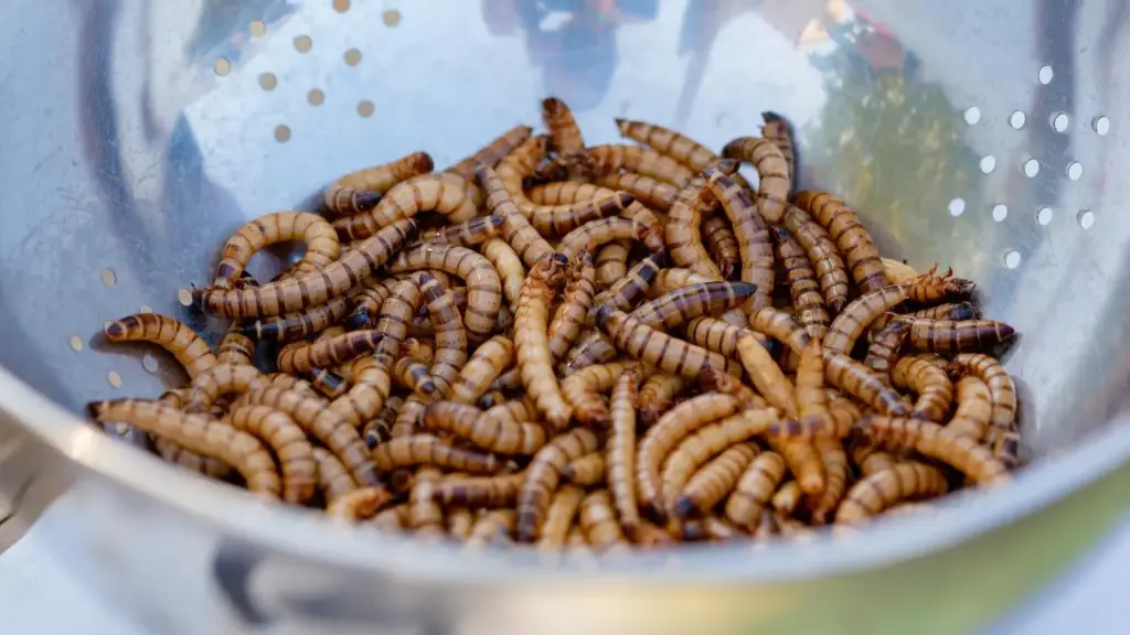 Mồi Sâu Canxi