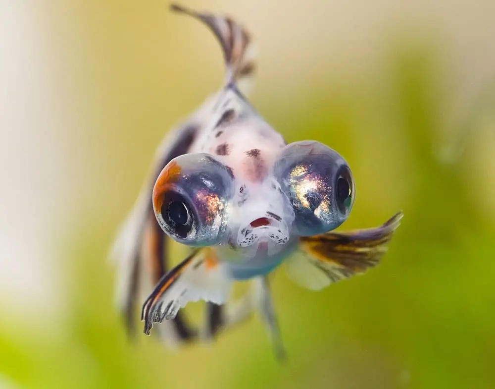 Cá Vàng Ngũ Hoa Mắt Lồi (Vừa)