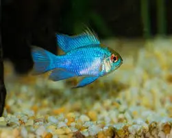 Phượng Hoàng Lam (Nhỏ)