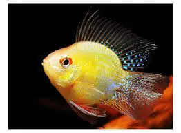 Phượng Hoàng Vàng (Lớn)