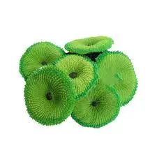 San Hô Bông Đá Màu Nhuộm