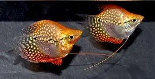 Sặc Mã Giáp Short