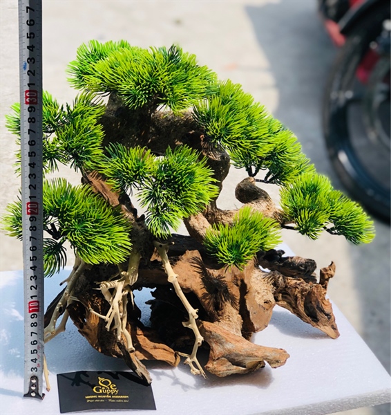 Trang Trí - Lũa Bonsai Gắn Rêu 5