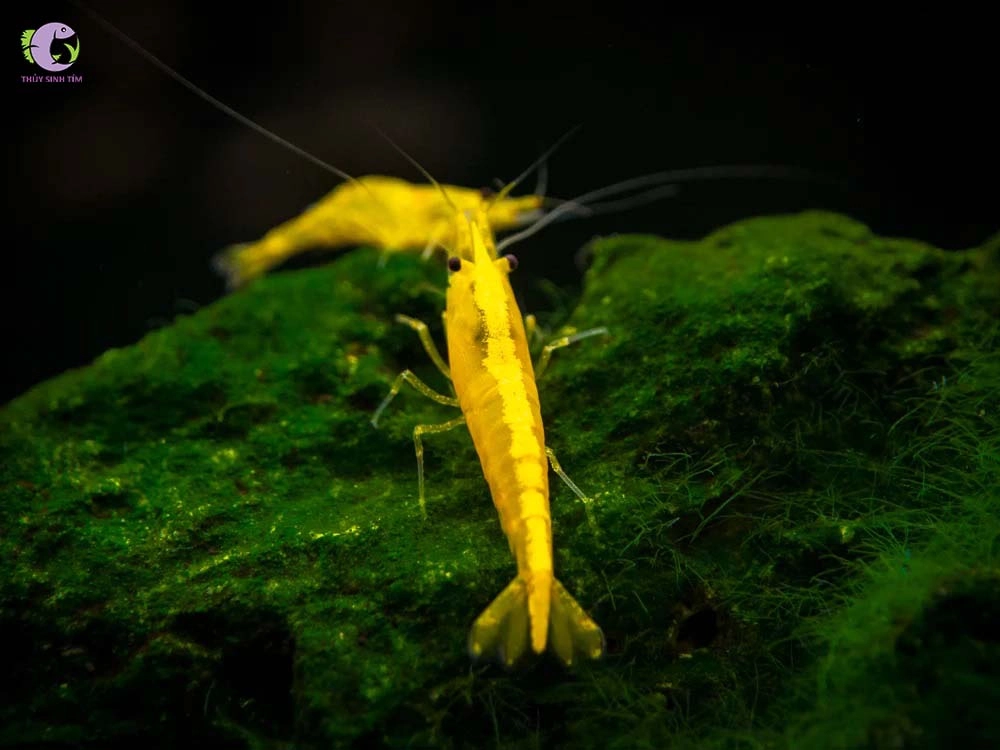 Tép Vàng Thái (Con)