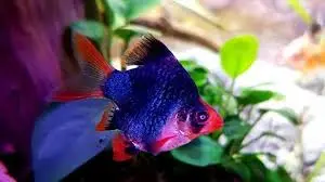 Xecan Xanh Đen Short