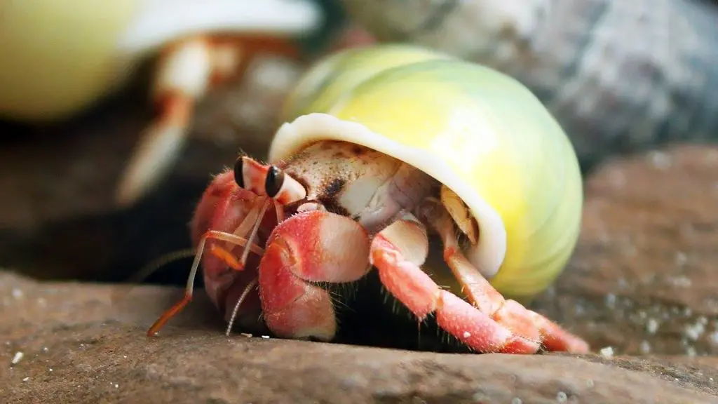 Ốc Mượn Hồn (Nhỏ)