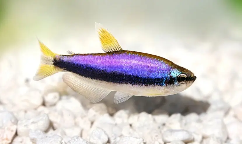 Cá Neon Hoàng Đế Tím