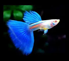 Cá 7 Màu - Blue Topaz (Cối)