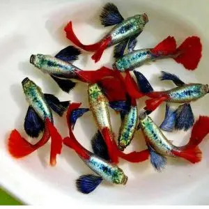 Cá 7 Màu - Dumbo (Chợ)