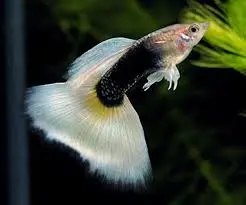 Cá 7 Màu - HB White