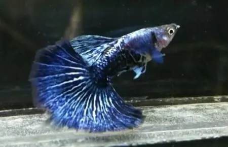 Cá 7 Màu - Rồng Tím