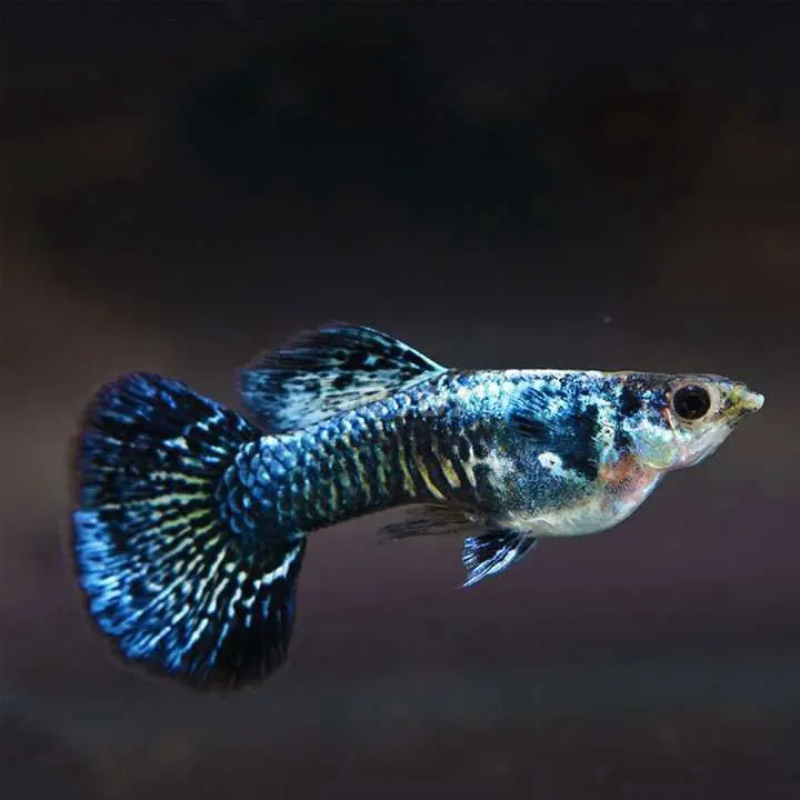 Cá 7 Màu - Rồng Xanh