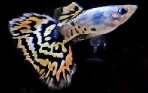 Cá 7 Màu - Tiger HM