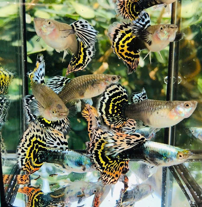 Cá 7 Màu - Tiger HM (Cối)