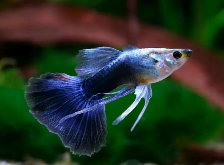Cá 7 Màu Blue Tazan (Rb)