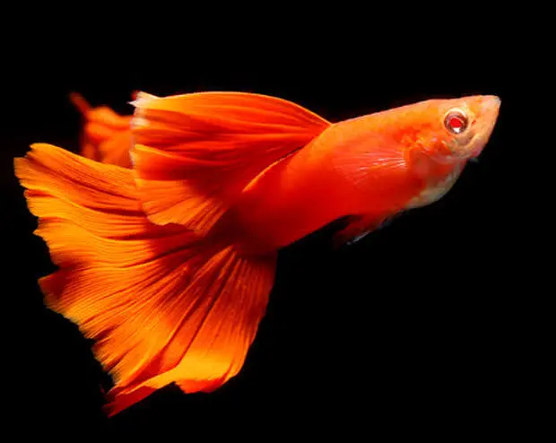 Cá 7 Màu Full Red (Cối)