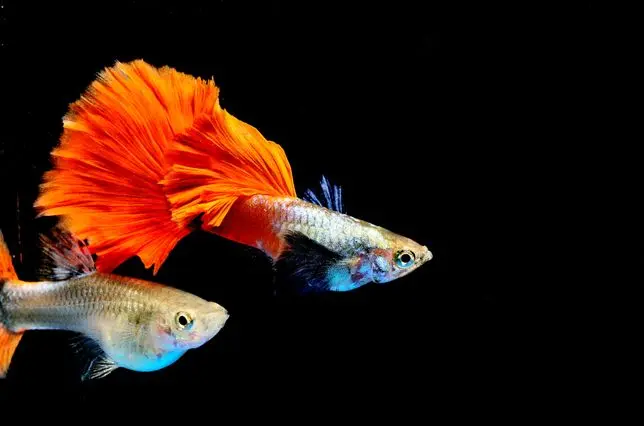 Cá 7 màu - Dumbo Red (Cối)