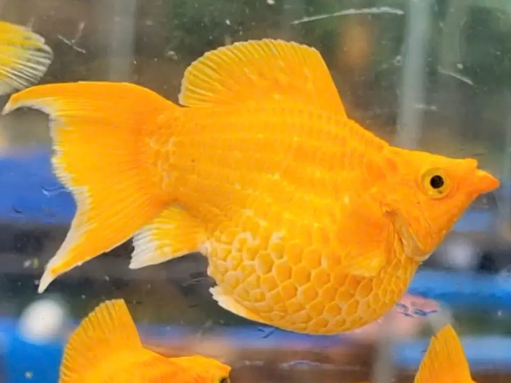 Cá Molly Gold Short Én (cối)