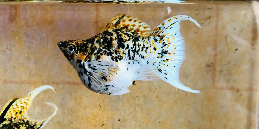 Cá Molly Bò Short (đuôi én)