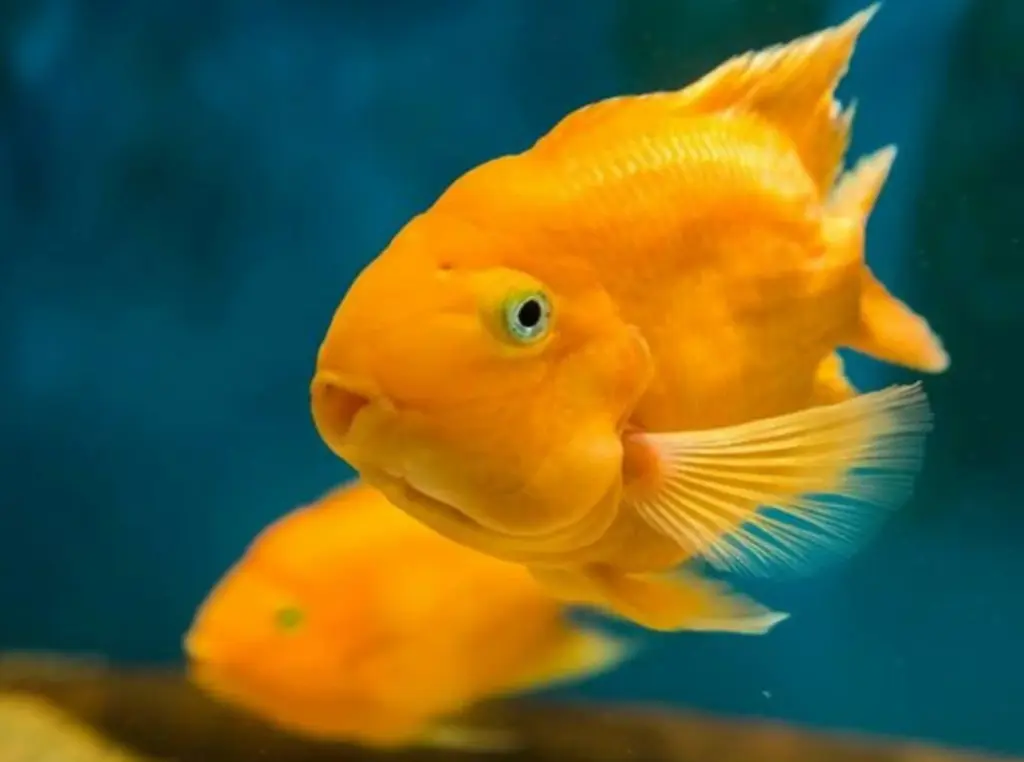 Cá Két King Kong Vàng nhỏ