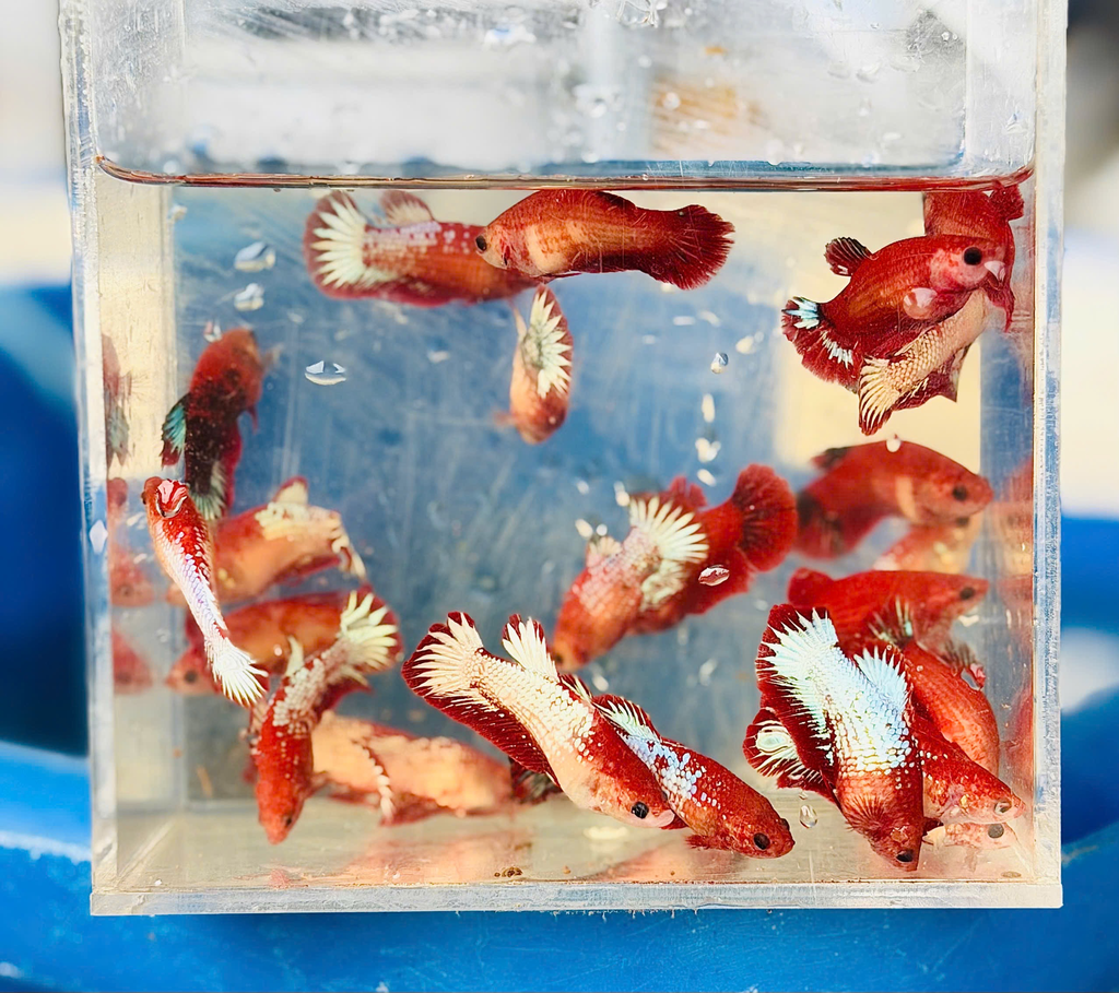 Cá Betta Red Fancy (Mái)