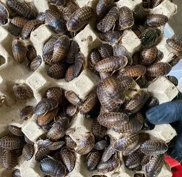 Gián Dubia tươi sống thức ăn cho cá rồng, cá lóc, bò sát