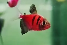 Cá Buồm Tiger Đỏ