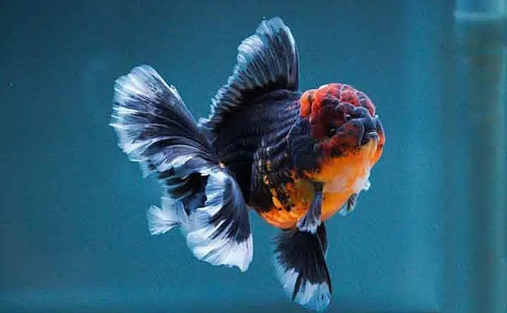 Cá 3 Đuôi - Tàu Cối