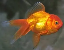 Cá 3 Đuôi - Tàu Nhỏ