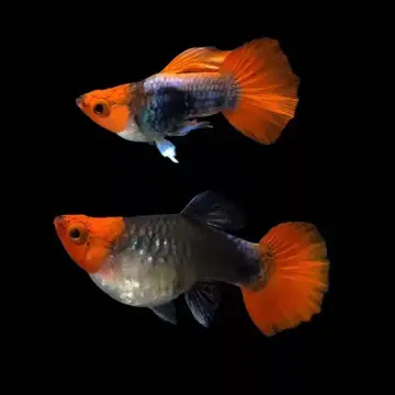 Cá 7 màu - Koi Đen (Short)