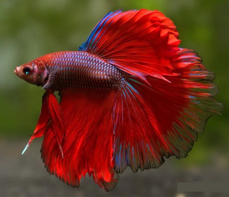 Cá Betta - Phướng HM (Trung)