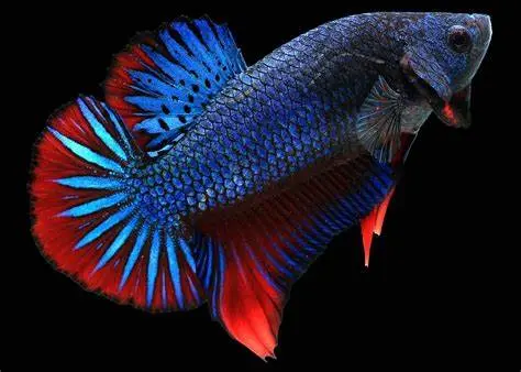 Cá Betta - Xiêm (trống)