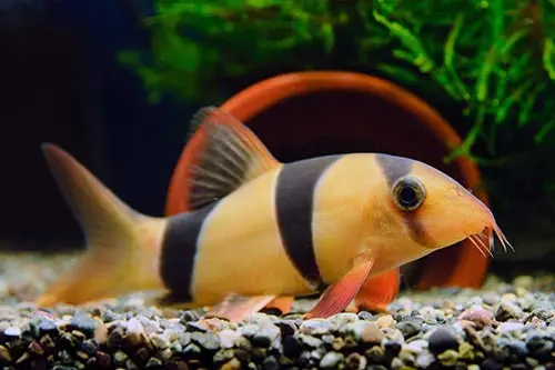 Cá Chuột Mỹ