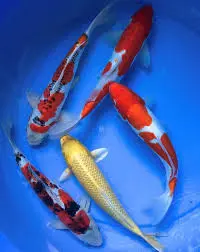 Cá Chép Koi (Lớn)