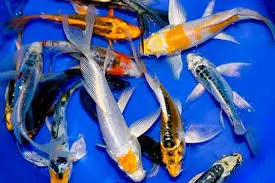 Cá Chép Koi Bướm (Nhỏ)