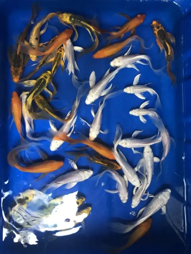 Cá Chép Phụng (Mini)