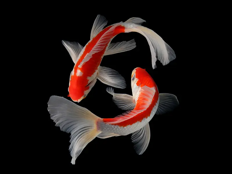 Cá Chép Phụng (Vừa)