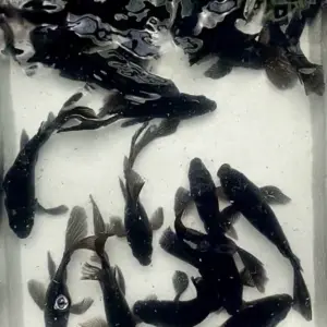 Cá Chép Sư Tử Đen Short (Nhỏ)