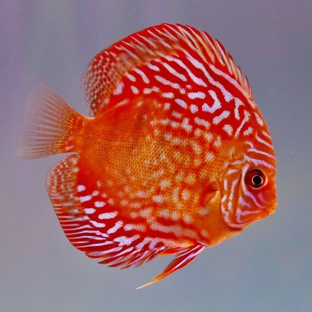 Cá Dĩa (Nhỏ)