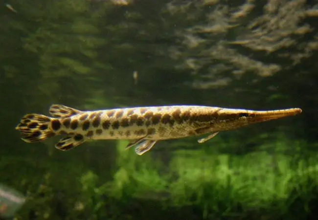 Cá Sấu Hỏa Tiễn Đen (Lớn 20cm)