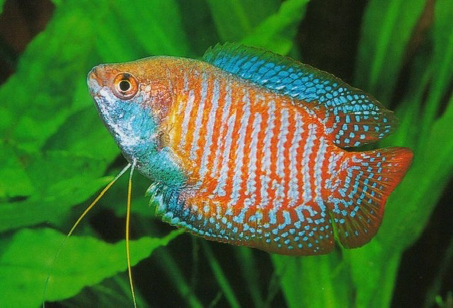 Cá Sặc Gấm (Cối)
