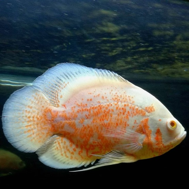 Cá TTCP AB (Nhỏ)