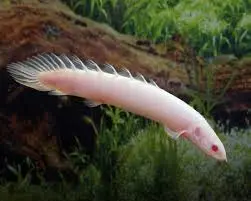 Cá Cửu Sừng Ab (Nhỏ)