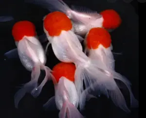 Hạt Đỉnh Hồng (Lớn)
