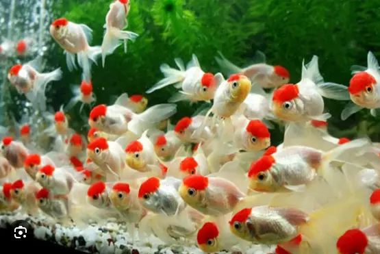 Hạt Đỉnh Hồng (Mini)