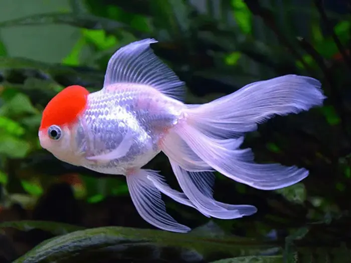 Hạt Đỉnh Hồng (Vừa)