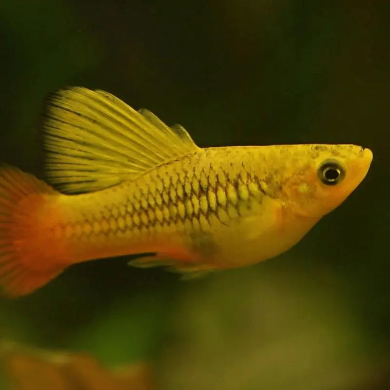 Cá Lựu Kim Tiền ( Cờ )